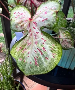 Blue Buddha Farm Daydreamer Caladium Bulbs - Pink and Green Perennial Plant