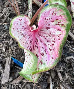 Blue Buddha Farm Daydreamer Caladium Bulbs - Pink and Green Perennial Plant