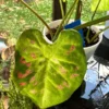 Blue Buddha Farm Florida Beauty Caladium Bulbs - Variegated Perennial Plant