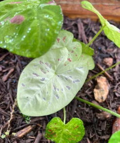 Blue Buddha Farm Florida Beauty Caladium Bulbs - Variegated Perennial Plant