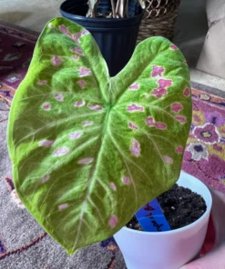 Blue Buddha Farm Florida Beauty Caladium Bulbs - Variegated Perennial Plant