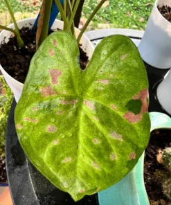 Blue Buddha Farm Florida Beauty Caladium Bulbs - Variegated Perennial Plant