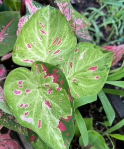 Blue Buddha Farm Florida Beauty Caladium Bulbs - Variegated Perennial Plant