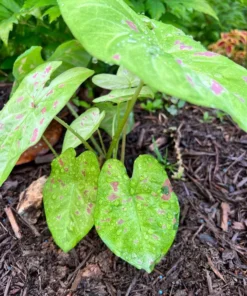 Blue Buddha Farm Florida Beauty Caladium Bulbs - Variegated Perennial Plant