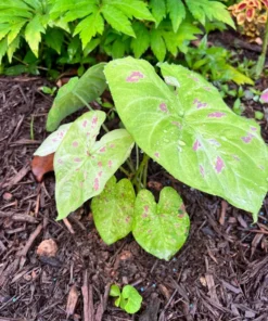 Blue Buddha Farm Florida Beauty Caladium Bulbs - Variegated Perennial Plant