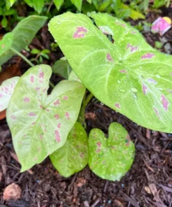 Blue Buddha Farm Florida Beauty Caladium Bulbs - Variegated Perennial Plant