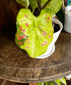 Blue Buddha Farm Florida Beauty Caladium Bulbs - Variegated Perennial Plant