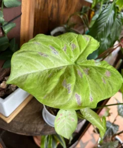 Blue Buddha Farm Florida Beauty Caladium Bulbs - Variegated Perennial Plant