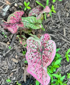 Blue Buddha Farm Spicy Lizard Caladium Bulbs - Indoor/Outdoor Rare Perennial Plant