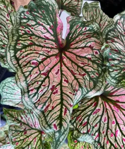 Blue Buddha Farm Spicy Lizard Caladium Bulbs - Indoor/Outdoor Rare Perennial Plant