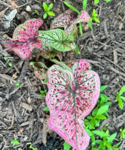 Blue Buddha Farm Spicy Lizard Caladium Bulbs - Indoor/Outdoor Rare Perennial Plant