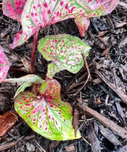 Blue Buddha Farm Spicy Lizard Caladium Bulbs - Indoor/Outdoor Rare Perennial Plant