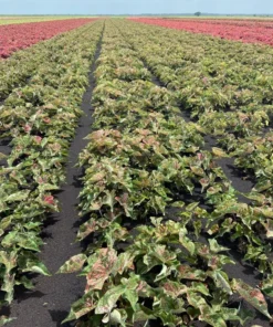 Blue Buddha Farm Spicy Lizard Caladium Bulbs - Indoor/Outdoor Rare Perennial Plant