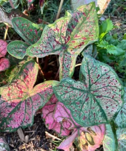 Blue Buddha Farm Spicy Lizard Caladium Bulbs - Indoor/Outdoor Rare Perennial Plant