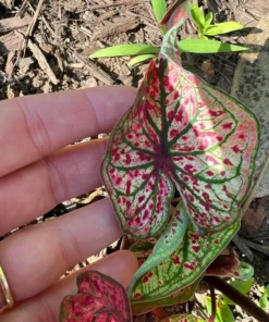Blue Buddha Farm Spicy Lizard Caladium Bulbs - Indoor/Outdoor Rare Perennial Plant