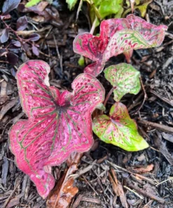 Blue Buddha Farm Spicy Lizard Caladium Bulbs - Indoor/Outdoor Rare Perennial Plant
