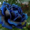 Blue Rose Black And Blue Petals 50 Seeds