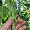 Blue-Tip Half-runner Heirloom Bean Seeds (30 seeds)