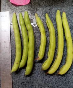 Blue-Tip Half-runner Heirloom Bean Seeds (30 seeds)