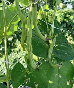 Blue-Tip Half-runner Heirloom Bean Seeds (30 seeds)
