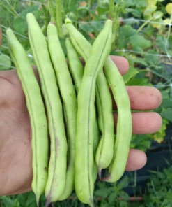 Blue-Tip Half-runner Heirloom Bean Seeds (30 seeds)