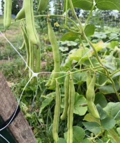 Blue-Tip Half-runner Heirloom Bean Seeds (30 seeds)