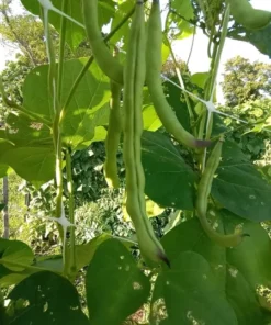 Blue-Tip Half-runner Heirloom Bean Seeds (30 seeds)