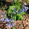 Bluebells Extra Large Bare Root Mertensia virginica Virginia Bluebells for Spring Gardens