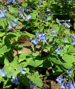 Bluebells Extra Large Bare Root Mertensia virginica Virginia Bluebells for Spring Gardens