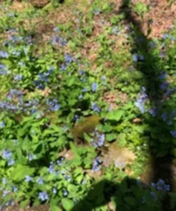 Bluebells Extra Large Bare Root Mertensia virginica Virginia Bluebells for Spring Gardens