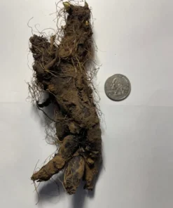 Bluebells Extra Large Bare Root Mertensia virginica Virginia Bluebells for Spring Gardens