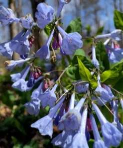 Bluebells Extra Large Bare Root Mertensia virginica Virginia Bluebells for Spring Gardens