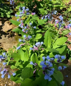 Bluebells Extra Large Bare Root Mertensia virginica Virginia Bluebells for Spring Gardens