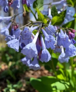 Bluebells Extra Large Bare Root Mertensia virginica Virginia Bluebells for Spring Gardens