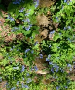 Bluebells Extra Large Bare Root Mertensia virginica Virginia Bluebells for Spring Gardens