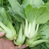 Bok Choi (Pak Choi or 青菜) Open-pollinated (1 g Seeds)