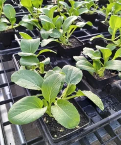 Bok Choi (Pak Choi or 青菜) Open-pollinated (1 g Seeds)