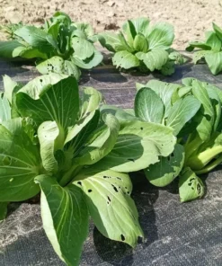Bok Choi (Pak Choi or 青菜) Open-pollinated (1 g Seeds)
