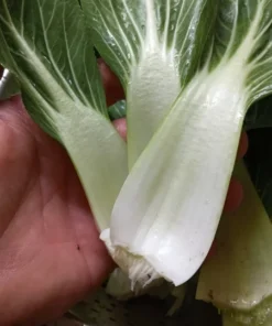 Bok Choi (Pak Choi or 青菜) Open-pollinated (1 g Seeds)