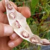 Borlotto Lingua di Fuoco Shelling Horticultural Bean (30 seeds)