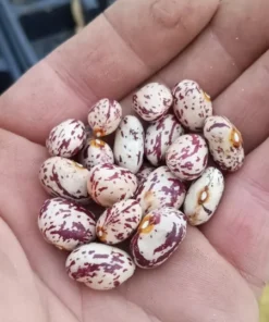 Borlotto Lingua di Fuoco Shelling Horticultural Bean (30 seeds)