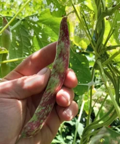 Borlotto Lingua di Fuoco Shelling Horticultural Bean (30 seeds)