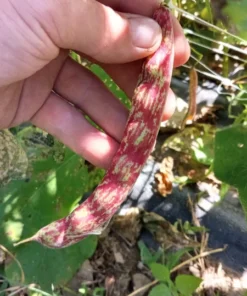 Borlotto Lingua di Fuoco Shelling Horticultural Bean (30 seeds)