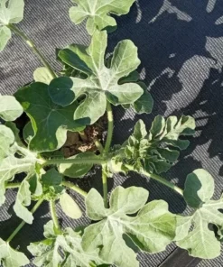 Bozeman Watermelon (Citrullus lanatus) Heirloom Open-pollinated (30 Seeds)