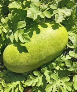 Bozeman Watermelon (Citrullus lanatus) Heirloom Open-pollinated (30 Seeds)