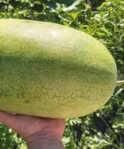 Bozeman Watermelon (Citrullus lanatus) Heirloom Open-pollinated (30 Seeds)