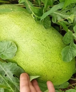 Bozeman Watermelon (Citrullus lanatus) Heirloom Open-pollinated (30 Seeds)