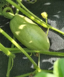 Bozeman Watermelon (Citrullus lanatus) Heirloom Open-pollinated (30 Seeds)
