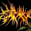 Brassia Orange Delight 'Hilo Sunrise' Rare Orchid Plant Shipped in 2.5" Pot