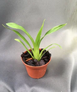 Brassia Orange Delight 'Hilo Sunrise' Rare Orchid Plant Shipped in 2.5" Pot